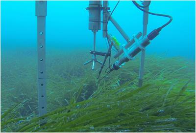 High Net Primary Production of Mediterranean Seagrass (Posidonia oceanica) Meadows Determined With Aquatic Eddy Covariance